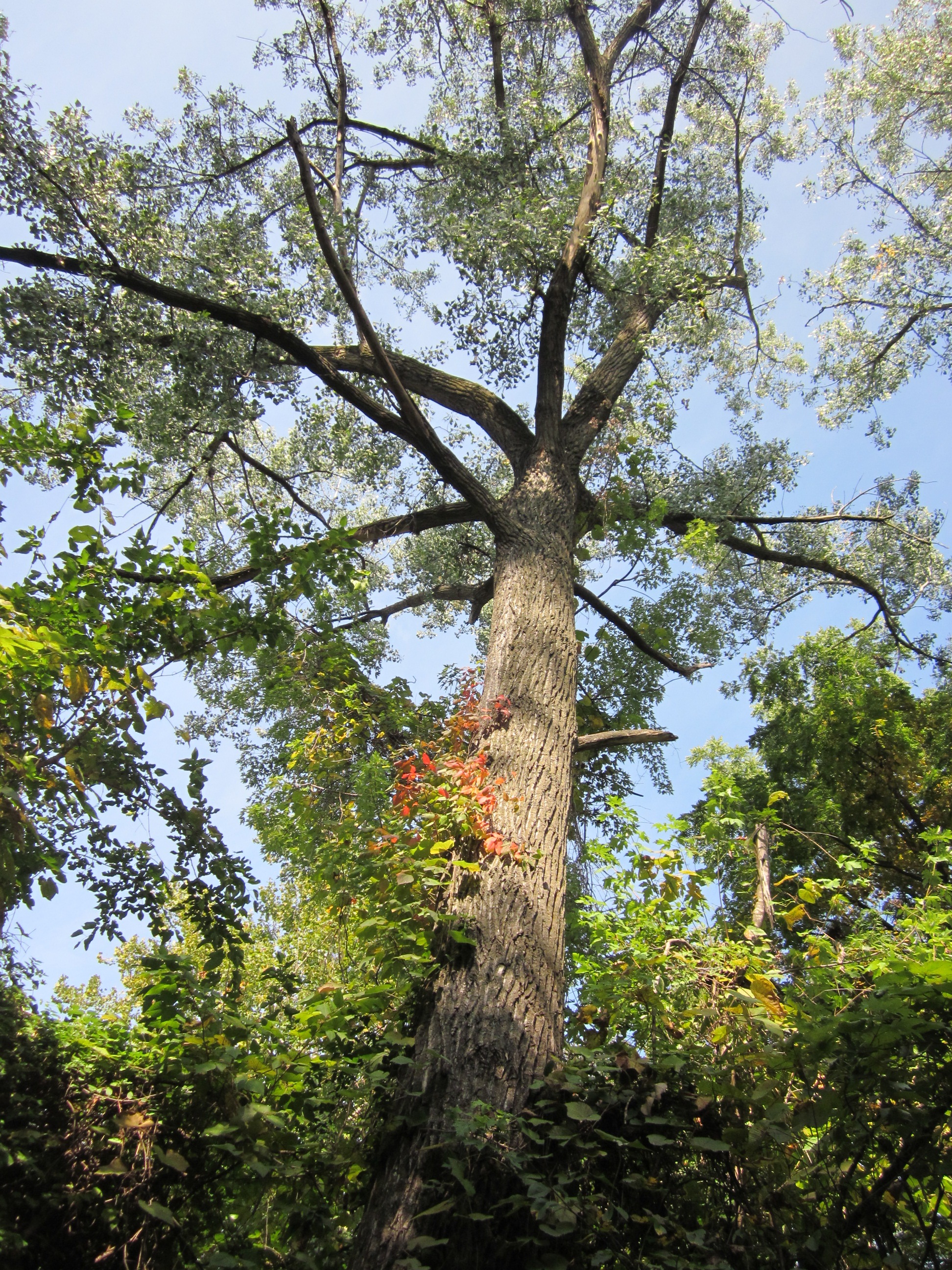 Photo of a tree canopy