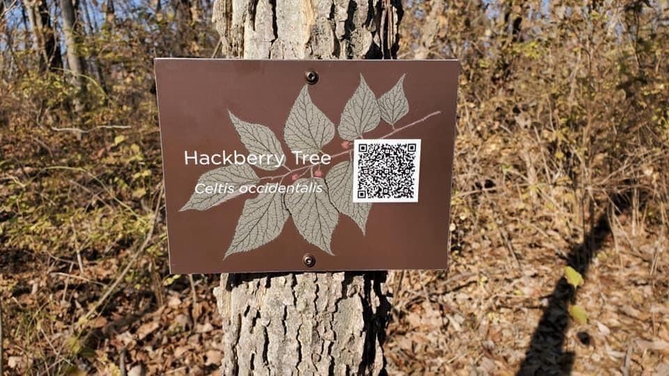 Photo of a Hackberry Tree Plaque on a tree with a QR code