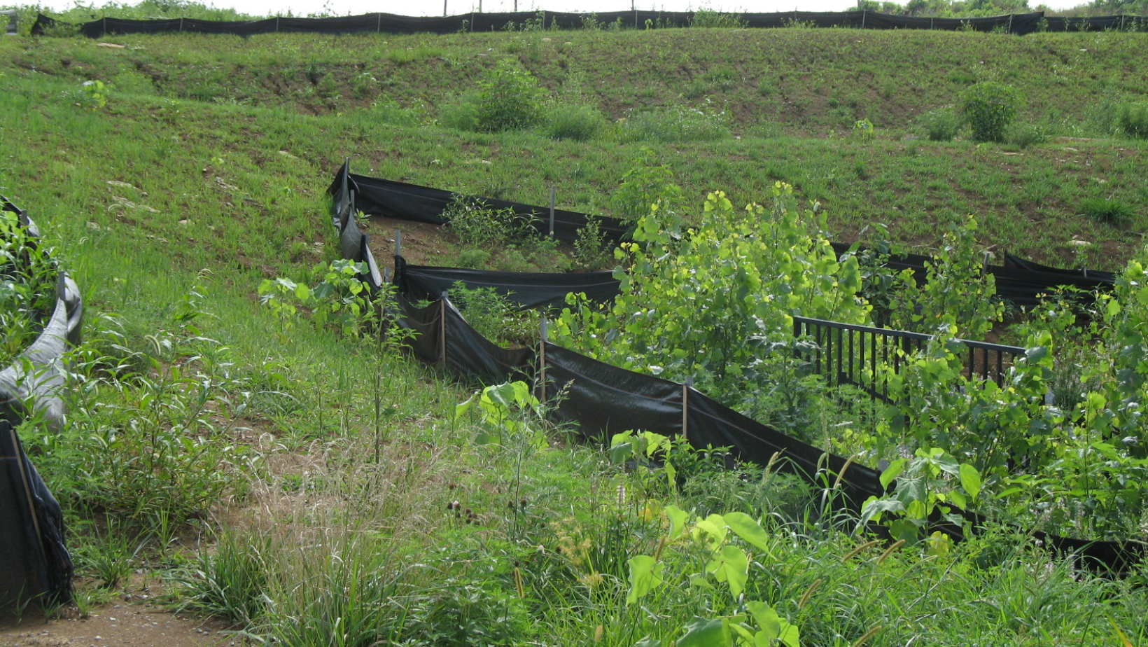 Photo showing a field with erosion control fences set up throughout the field.